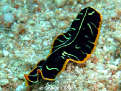 Tiger flatworm by Cigdem Cooper 
